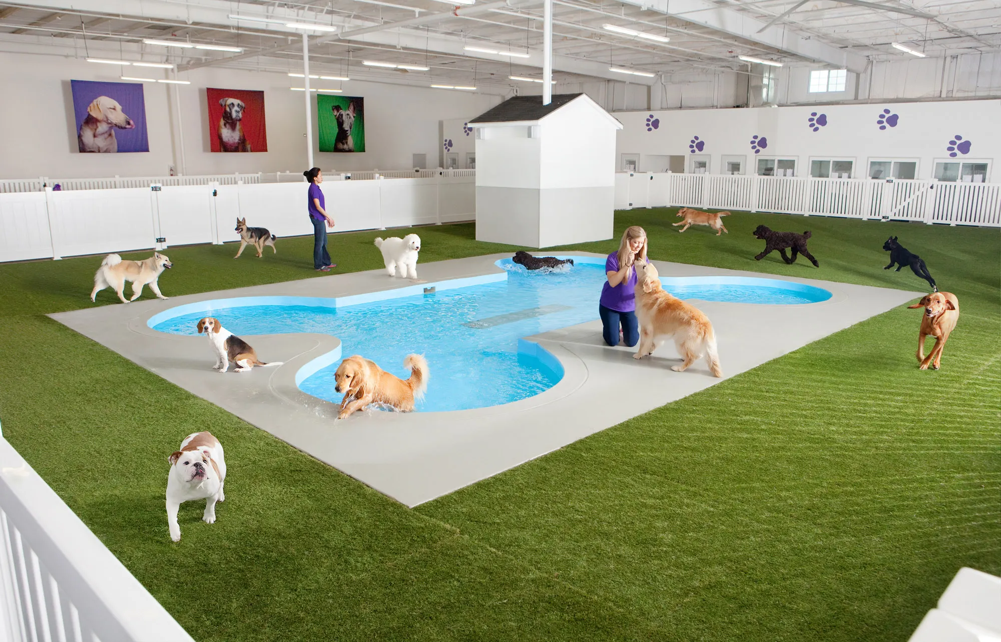 Luxury Pet Hotel for Your Furry Friends