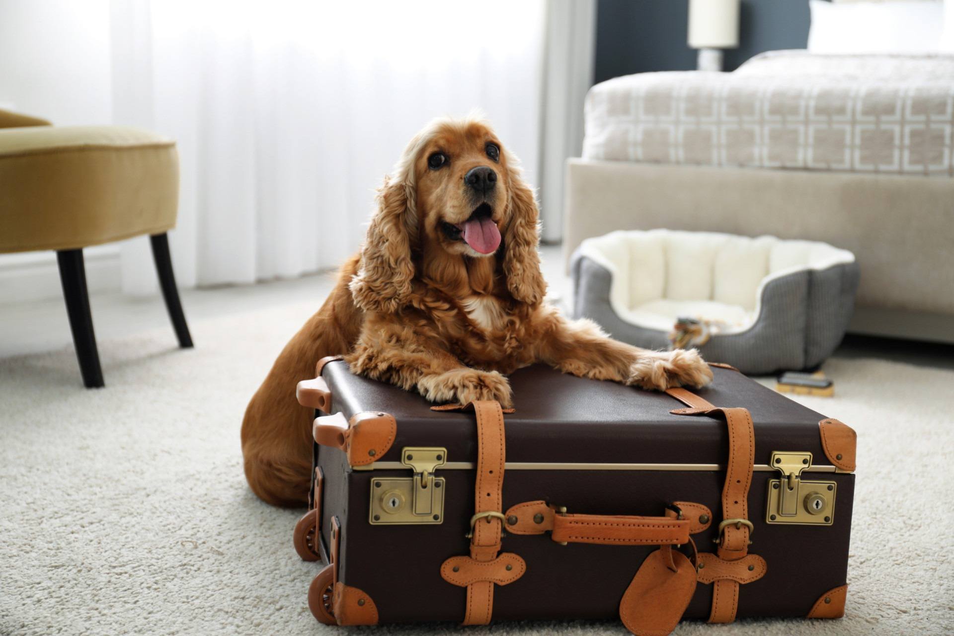 The Perfect Hotel for Your Pets Stay