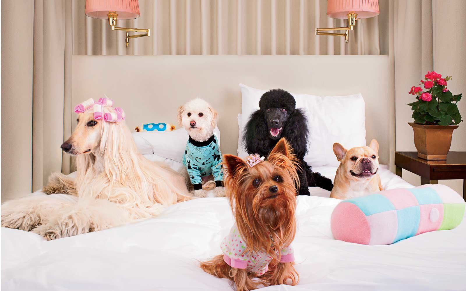 The Ultimate VIP Hotel for Your Pet